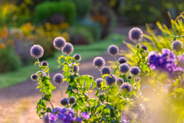 Consultation service